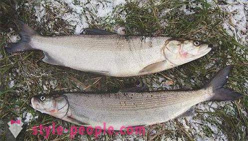 Απαγορεύεται η αλιεία στη Λευκή Θάλασσα: ότι τα ψάρια, σημεία αλιείας