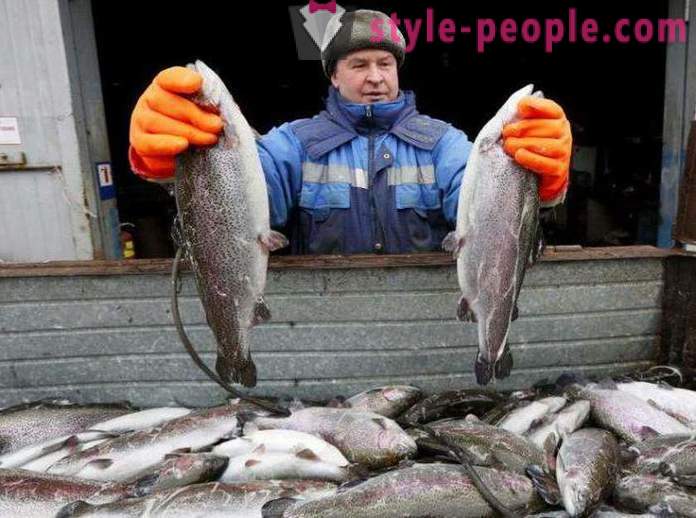 Ψάρεμα σε Khakassia Συμβουλές ψαράδες