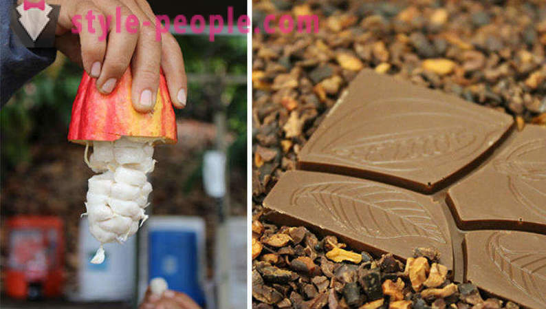 Η διαδικασία της καλλιέργειας και παραγωγής σοκολάτας
