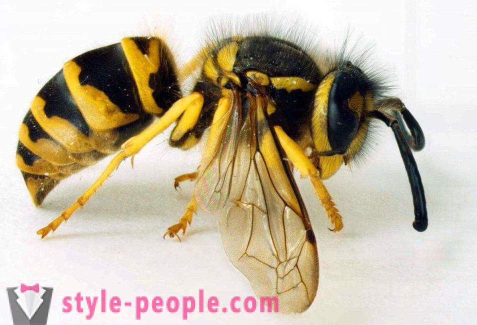 Οι πιο επικίνδυνα έντομα στον πλανήτη