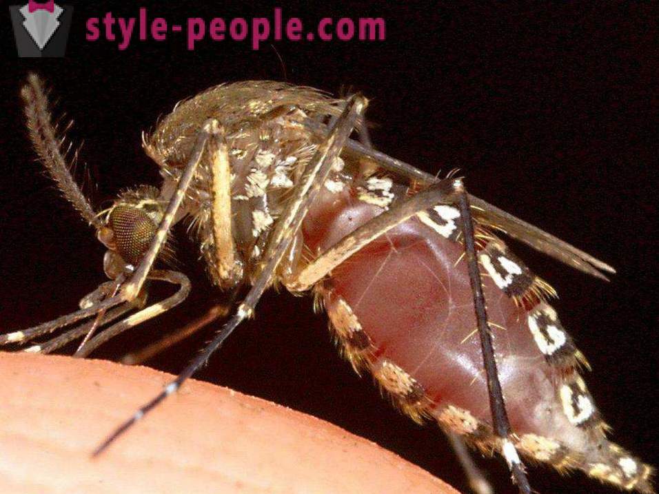 Οι πιο επικίνδυνα έντομα στον πλανήτη