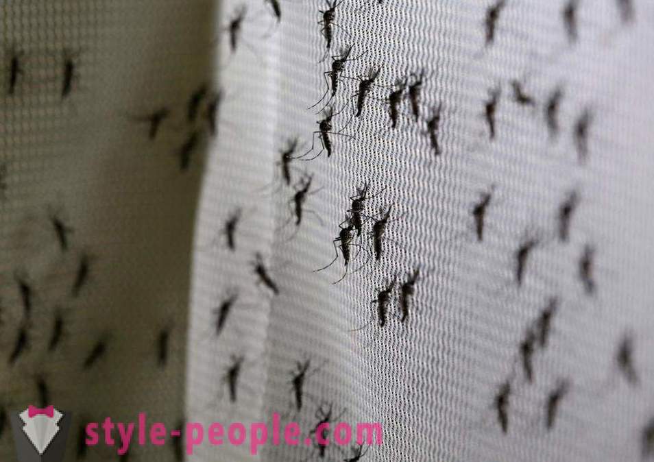 Ο Bill Gates έχει διαθέσει εκατομμύρια δολάρια για να δημιουργήσει ένα δολοφόνος κουνουπιών