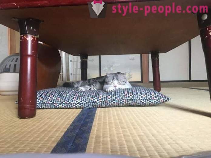 Ιάπωνες ξενοδοχείο, όπου μπορείτε να πάρετε μια γάτα προς ενοικίαση