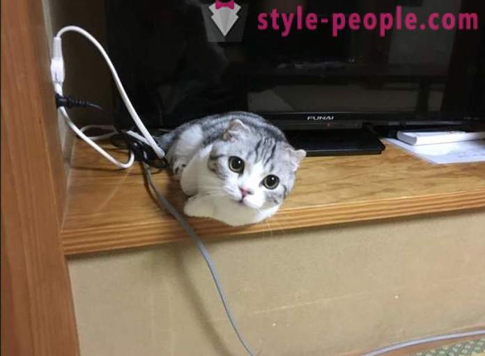 Ιάπωνες ξενοδοχείο, όπου μπορείτε να πάρετε μια γάτα προς ενοικίαση