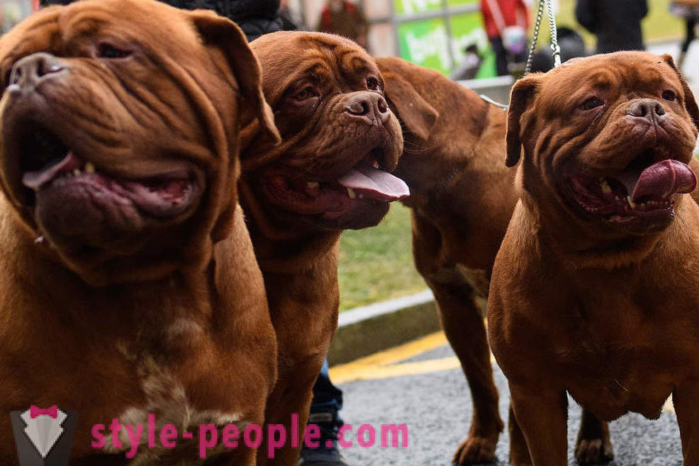 Crufts Dog Show 2018: πώς ήταν μεγαλύτερη επίδειξη σκύλων της Ευρώπης