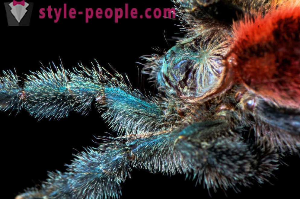 Κοντινό πλάνο πόδια αράχνης