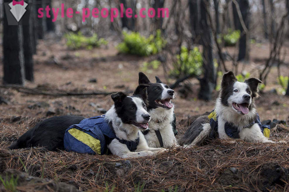 Τα σκυλιά βοηθήσει στην αποκατάσταση της Χιλής δάση