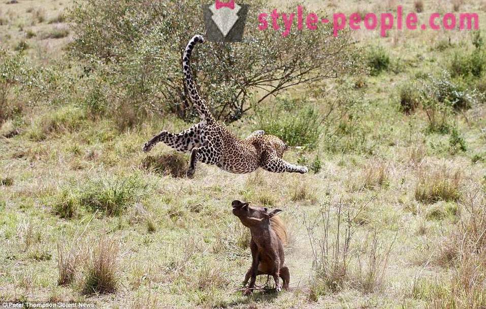 Το κυνήγι Βιρτουόζοι: Πετώντας Leopard