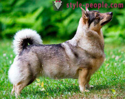 17 αξιολάτρευτο ράτσες σκύλων, που δεν έχετε ακούσει