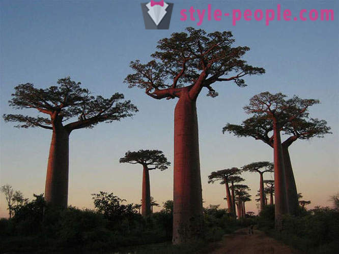 Τα πιο εντυπωσιακά δέντρα στον κόσμο