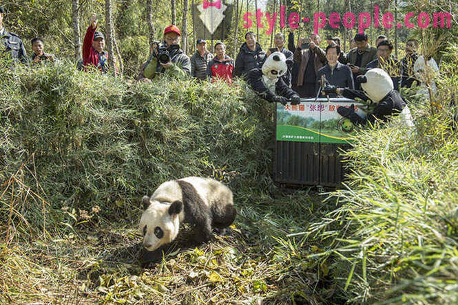 Πώς να αυξηθεί pandas γίγαντας στο Σιτσουάν