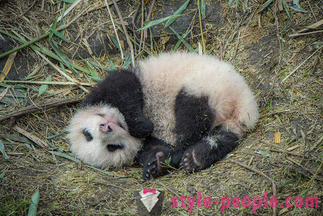 Πώς να αυξηθεί pandas γίγαντας στο Σιτσουάν
