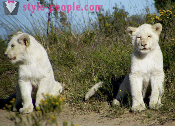 Μια βόλτα στην εταιρεία των λευκών λιονταριών