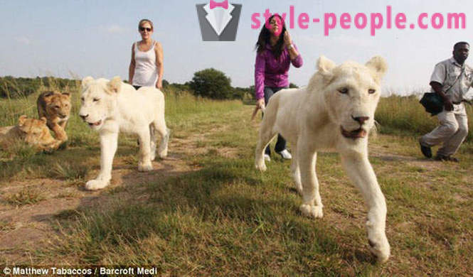 Μια βόλτα στην εταιρεία των λευκών λιονταριών