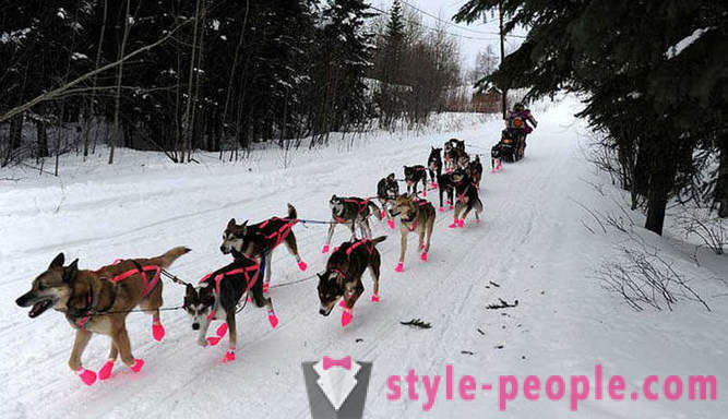 Ελκήθρων σκυλιών Race 2012 Iditarod
