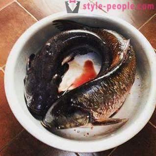 Ψάρεμα σε Pakhra: φωτογραφίες και σχόλια. ψαρότοπους