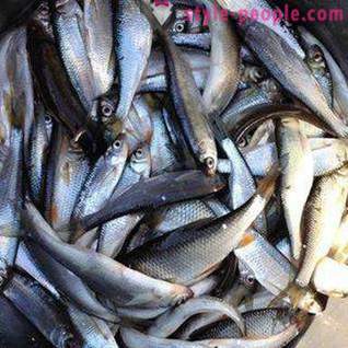 Ψάρεμα σε Pakhra: φωτογραφίες και σχόλια. ψαρότοπους