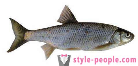 Elec (ψάρια): περιγραφή και φωτογραφίες. Χειμώνας αλιείας στο Dace