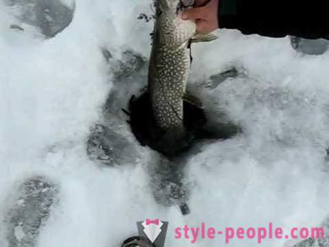 Pike αλιεία στην zherlitsy χειμώνα. Pike ψάρεμα το χειμώνα συρτή