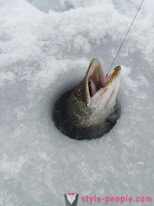 Pike αλιεία στην zherlitsy χειμώνα. Pike ψάρεμα το χειμώνα συρτή