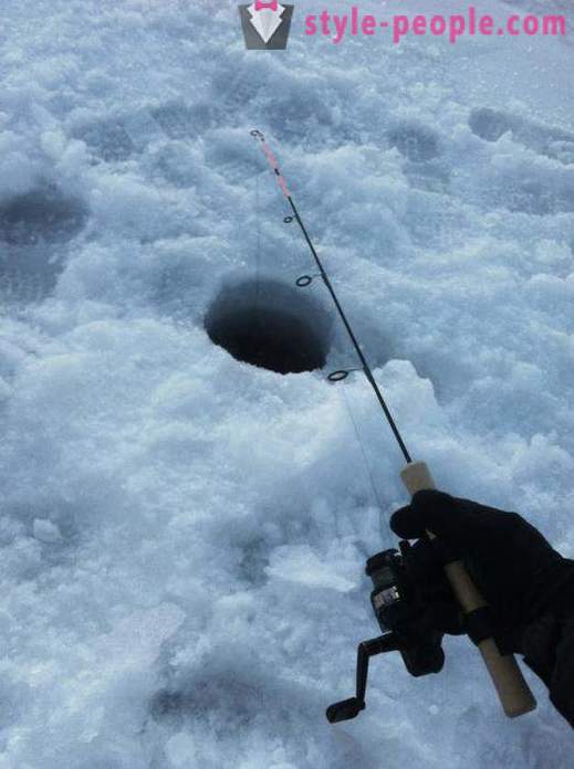 Ψάρεμα παχύχελου το χειμώνα για zherlitsy. Η σύλληψη παχύχελου το χειμώνα συρτή