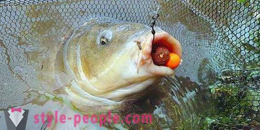 Πώς να πιάσει ένα είδος κυπρίνου; Απαγορεύεται η αλιεία τυλινάρι: Αξεσουάρ