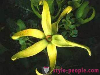 Το αιθέριο έλαιο του ylang-ylang θα βοηθήσει το δέρμα του προσώπου σας και τα μαλλιά να είναι τέλεια